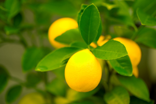 Lemons on a Tree Lemons on a Tree