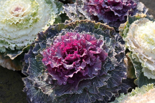 Apple Cabbage Greens Juice