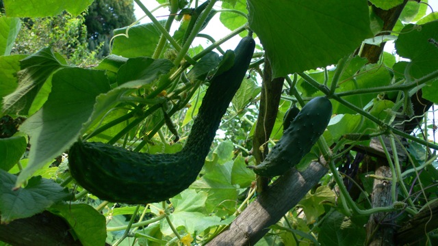 How do you grow cucumbers?