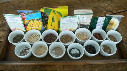 Seeds 1