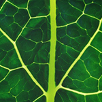 Kale-closeup