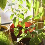 House Plants