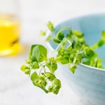 benefits of oregano oil