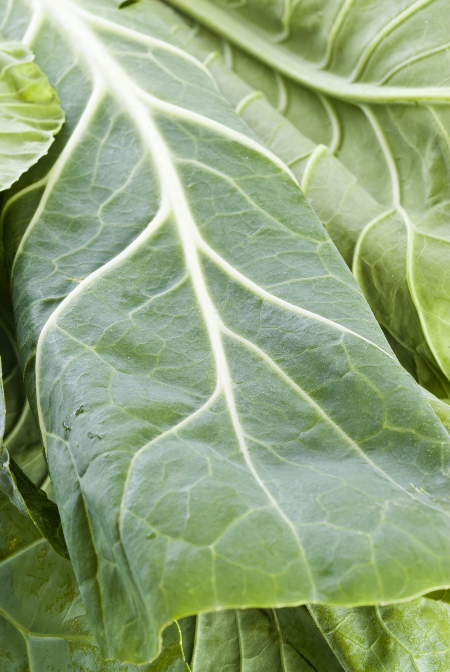 Garam Masala Spiced Collard Greens (Australian Cabbage Leaves) Veggie Dish Joe Cross