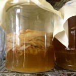 jars of kombucha