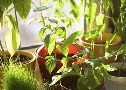 House Plants