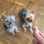 Anti-Inflammatory Pets