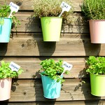 Benefits of Herbs