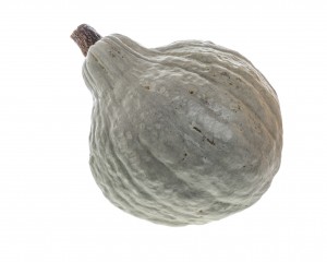 Blue hubbard squash isolated